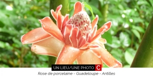 Guadeloupe rose porcelaine